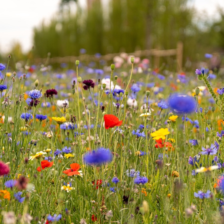 Bunte Blumenwiese