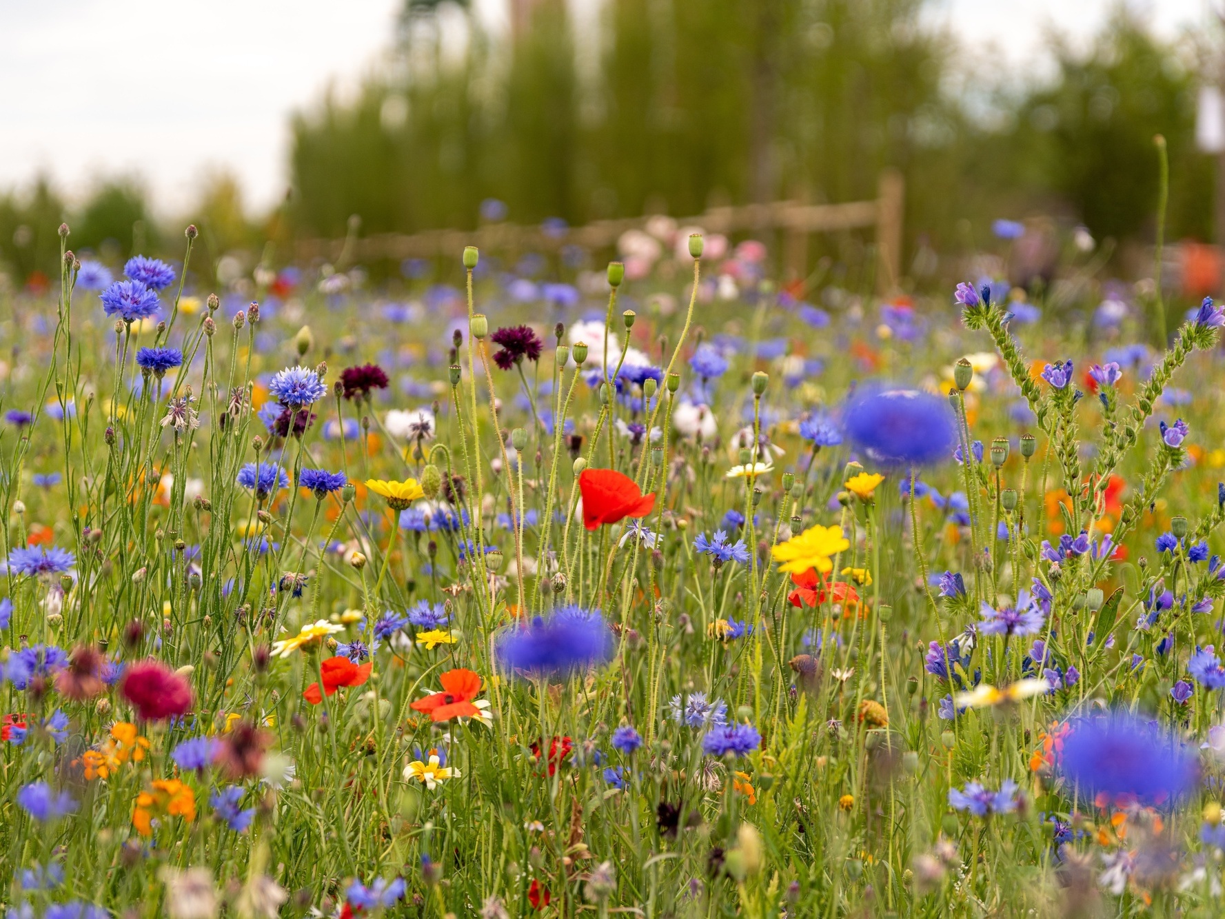 Bunte Blumenwiese